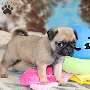 Sierra, Pug Puppy